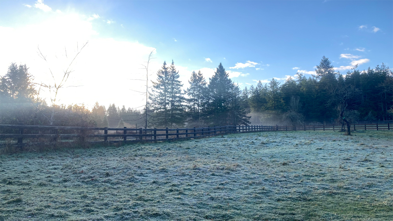 frosty winter pasture